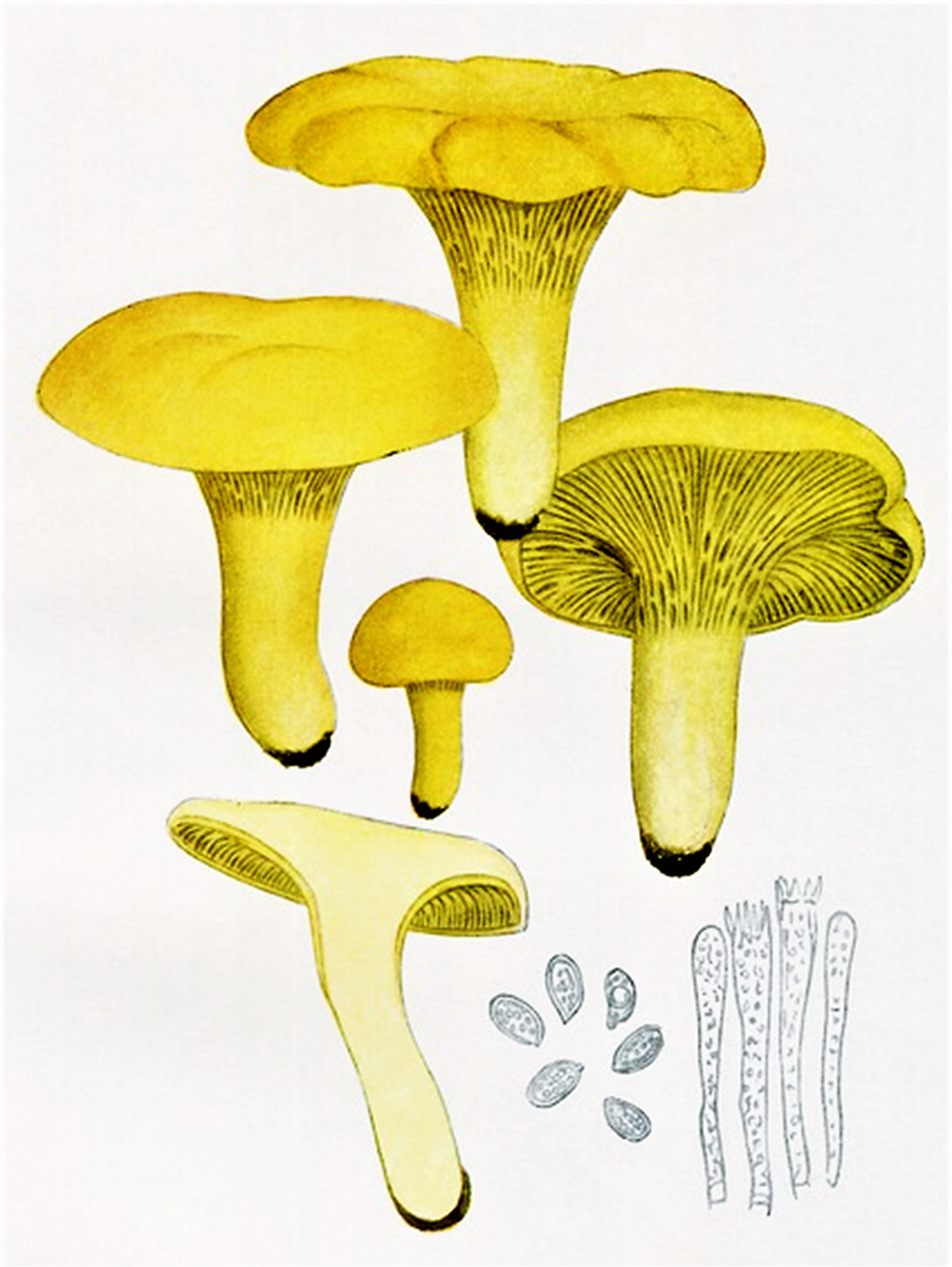 Pacific Golden Chanterelle