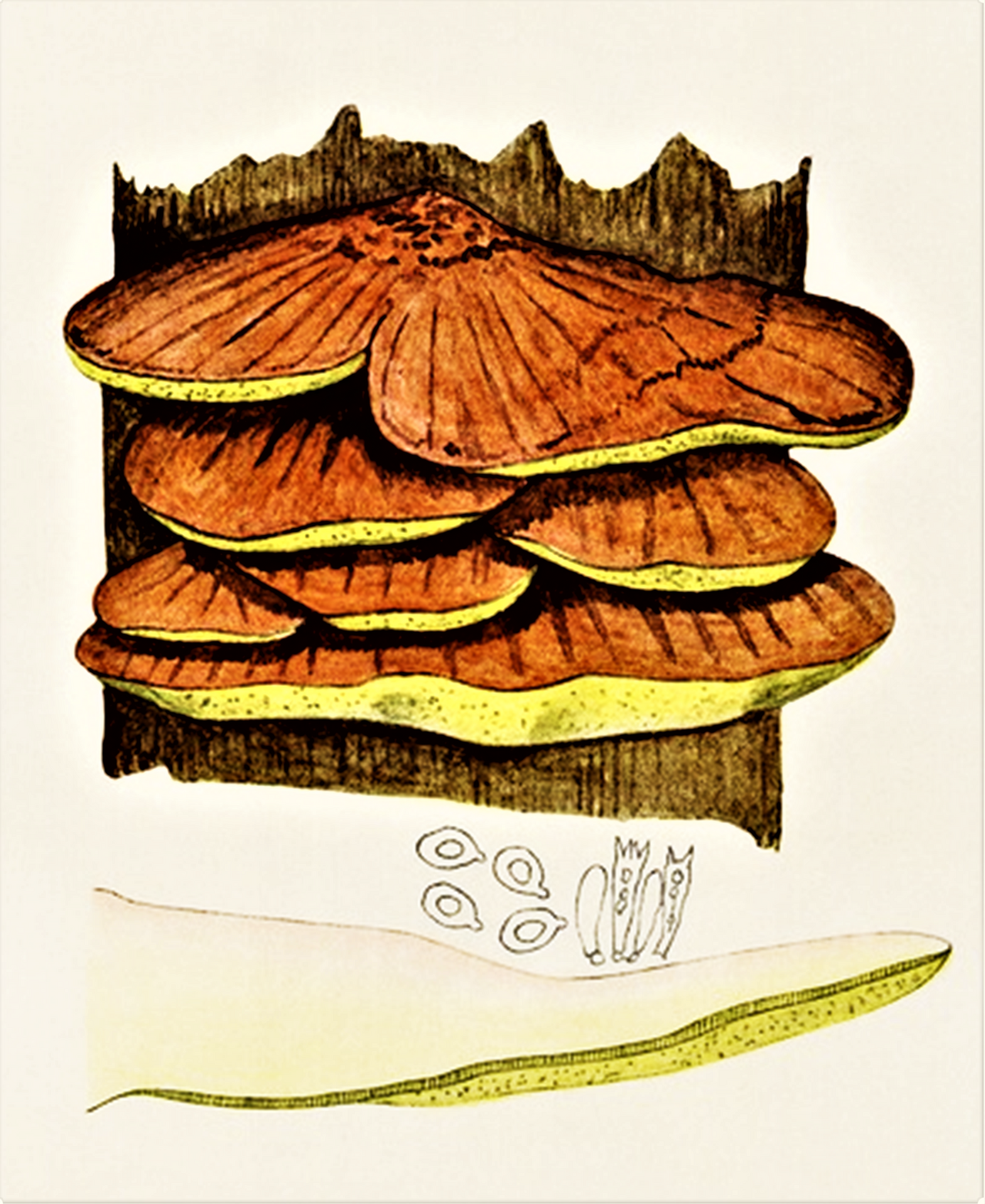 Chicken of the Woods