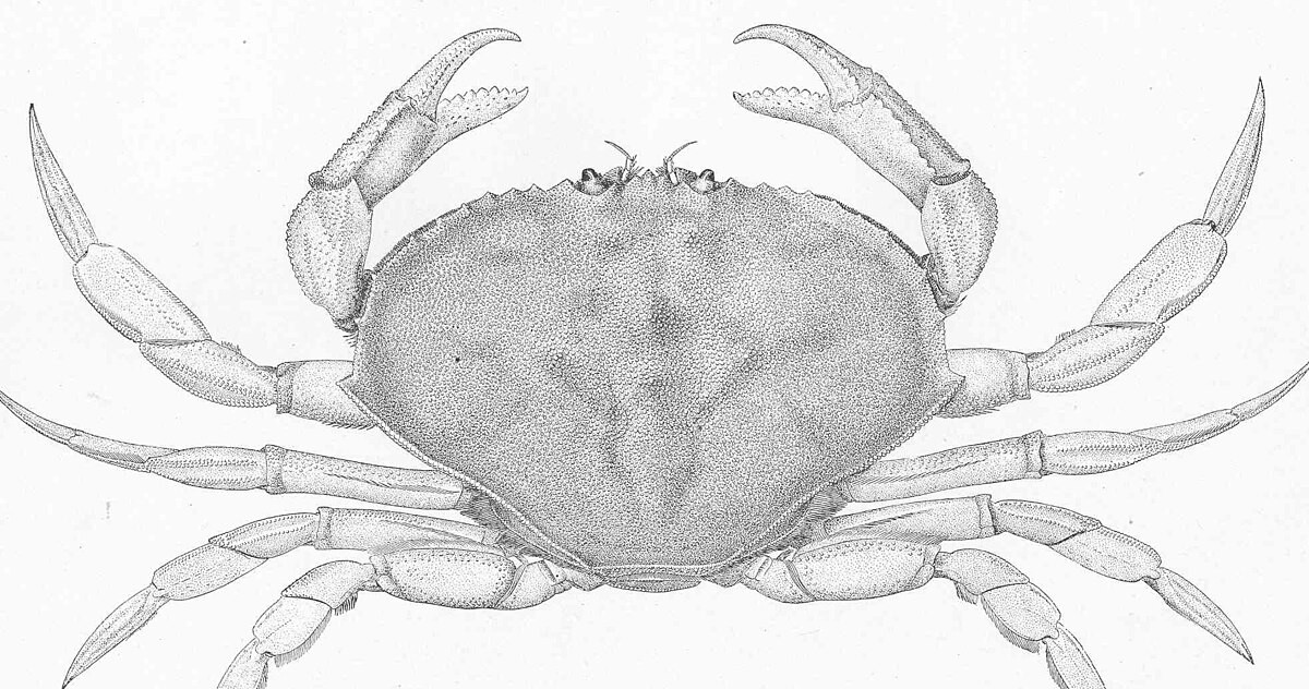 Dungeness Crab