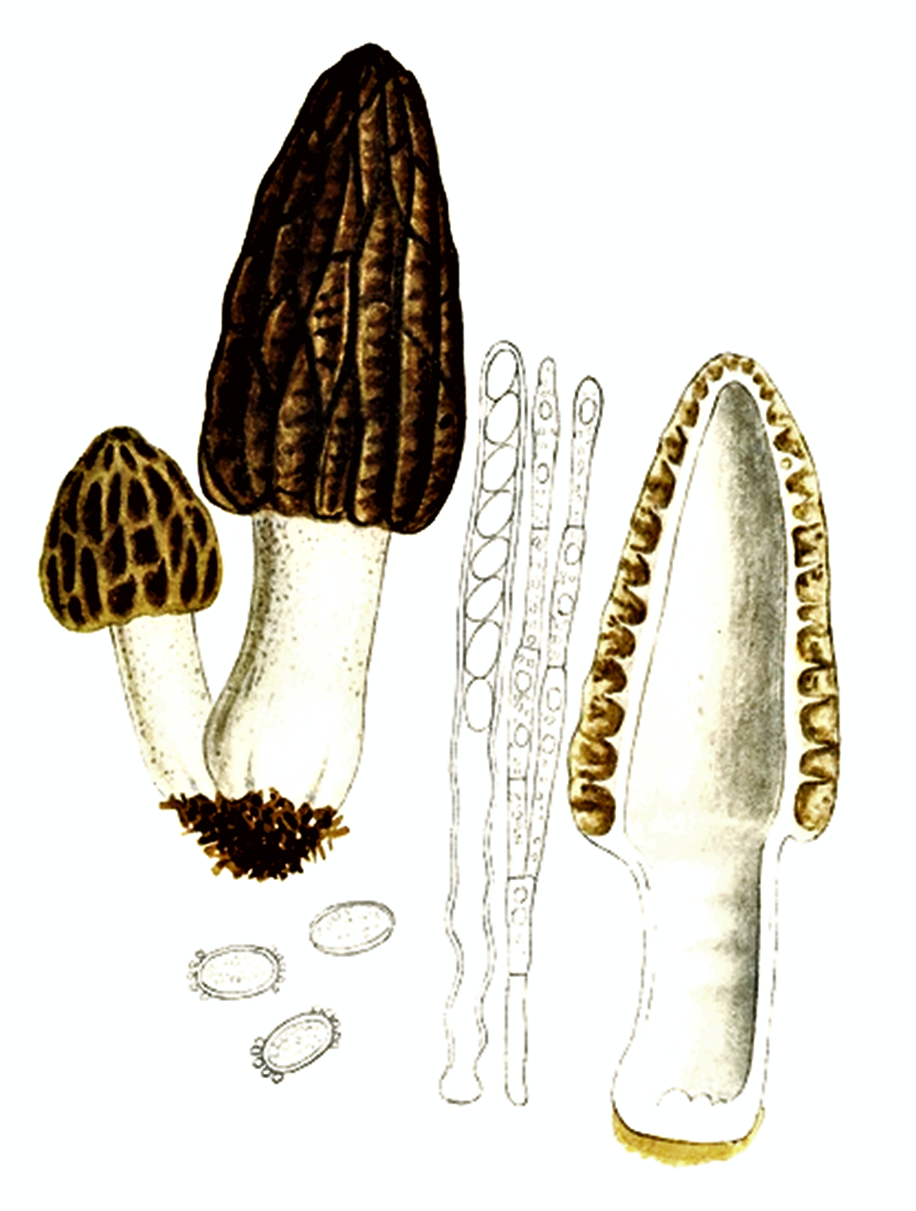 Spring Morels