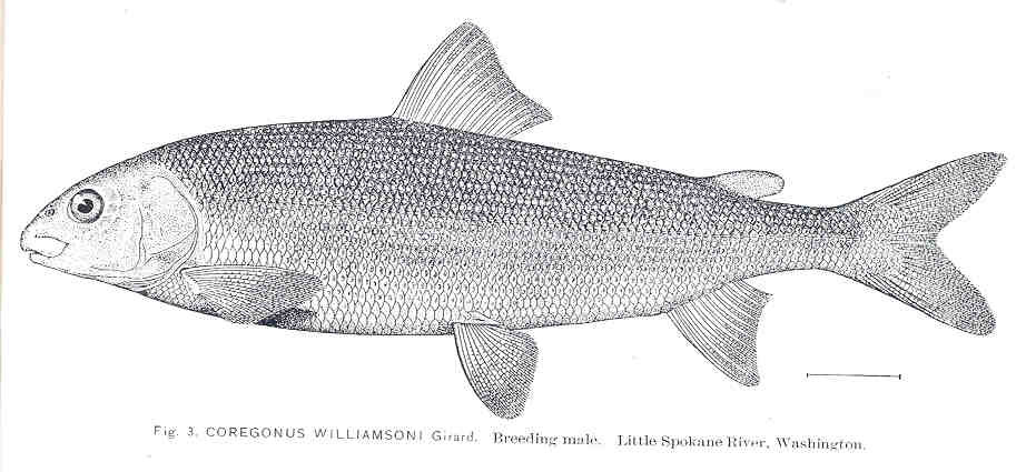 Mountain Whitefish