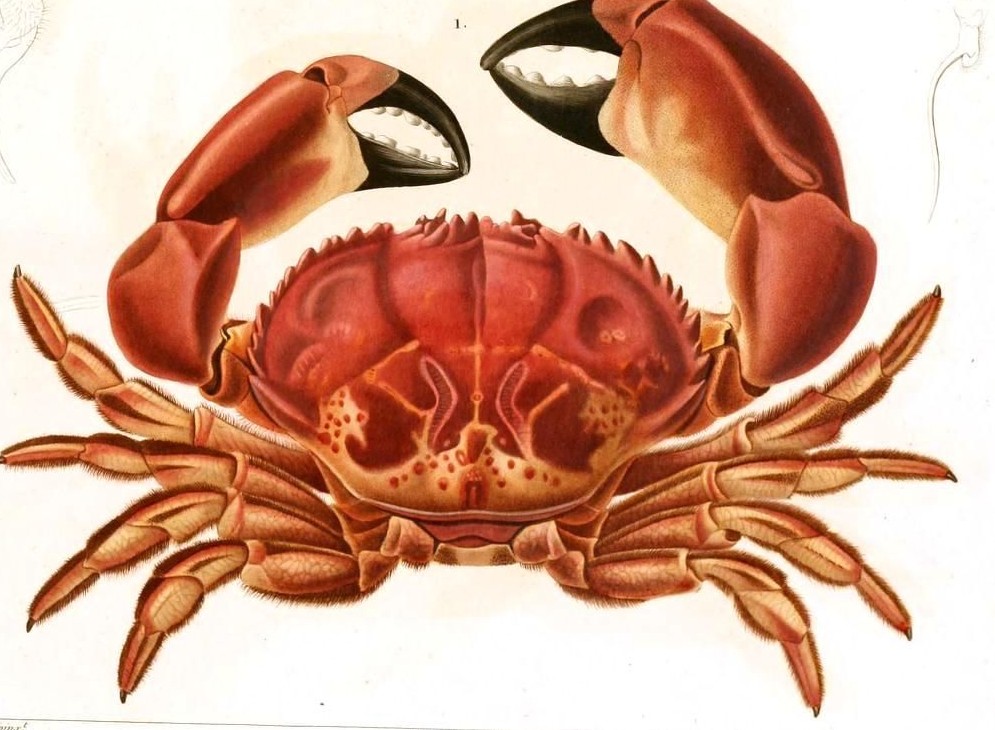 Red Rock Crab