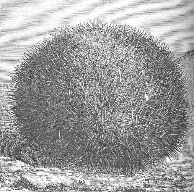 Oregon Red Urchin