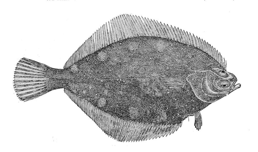 Rock Sole