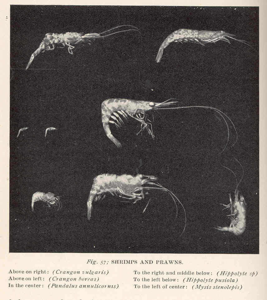 Pacific Spot Prawn